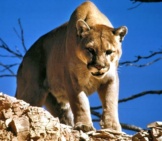 Mountain Lion Waiting To Ambush Her Prey