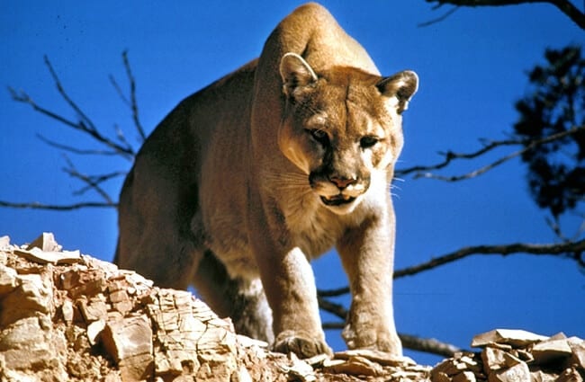 Mountain Lion waiting to ambush her prey