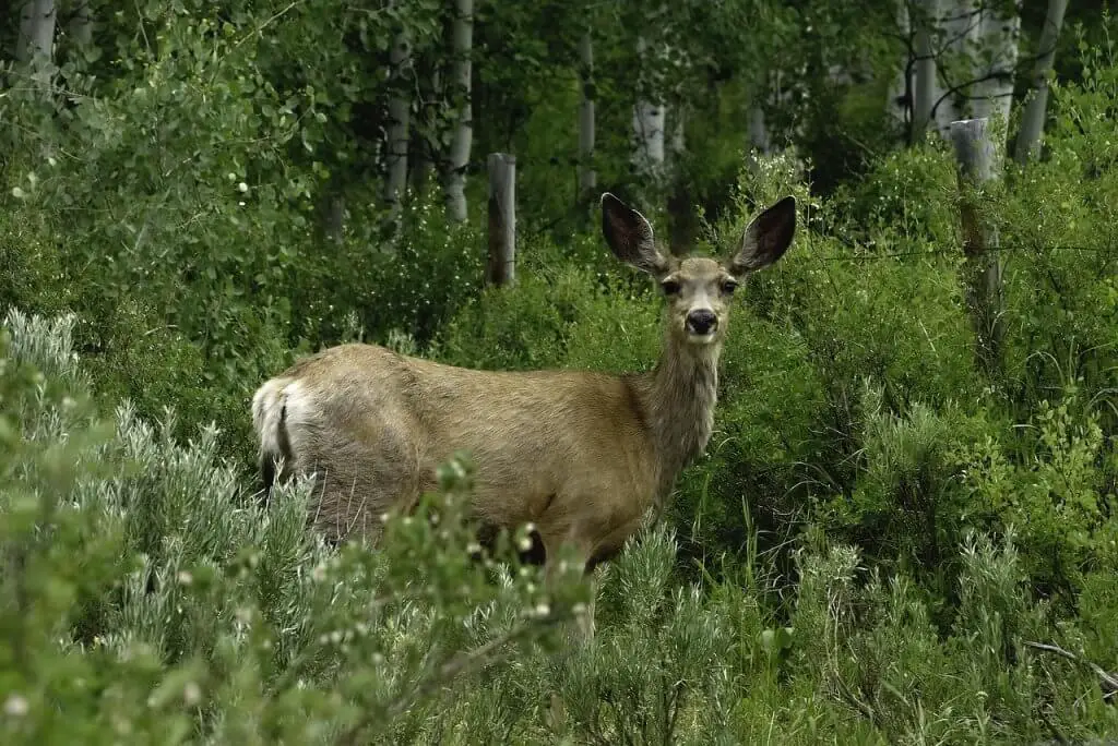 The Wildlife of Zion National Park - Animals Network