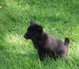 Norwegian Elkhound Puppy In The Yard Photo By: Andreasf Https://Creativecommons.org/Licenses/By-Nc-Sa/2.0/