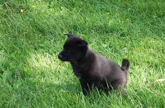 Norwegian Elkhound puppy in the yard Photo by: andreasf https://creativecommons.org/licenses/by-nc-sa/2.0/