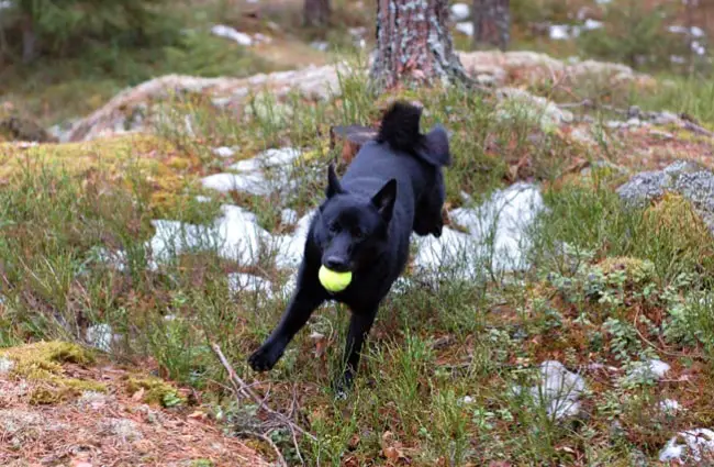 Норвежский элкхаунд мчится назад с мячом. Фото: andreasf https://creativecommons.org/licenses/by-nc-sa/2.0/