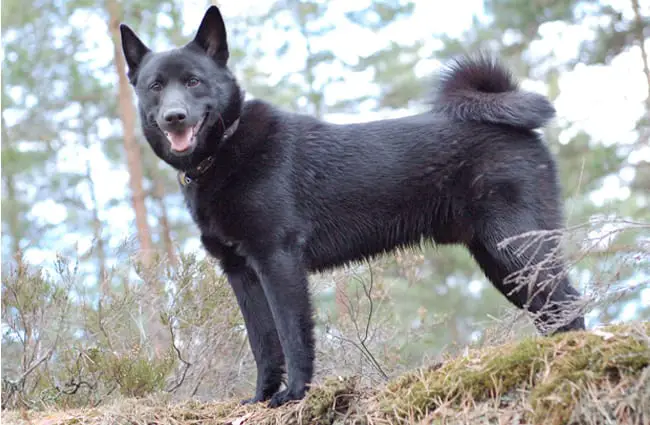 Beautiful Norwegian Elkhound posing in the forest Photo by: andreasf https://creativecommons.org/licenses/by-nc-sa/2.0/