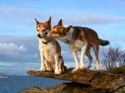 Norwegian Lundehund A pair of Norwegian Lundehund on a rocky outcroppingPhoto by: Lundtolahttps://creativecommons.org/licenses/by-nc-sa/2.0/