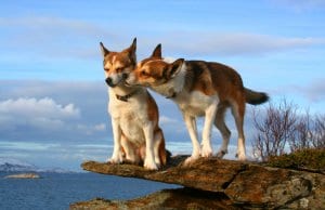 A pair of Norwegian Lundehund on a rocky outcroppingPhoto by: Lundtolahttps://creativecommons.org/licenses/by-nc-sa/2.0/