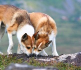 Two Norwegian Lundehunds Sniffing While On A Walk Photo By: Lundtola Https://Creativecommons.org/Licenses/By-Nc-Sa/2.0/