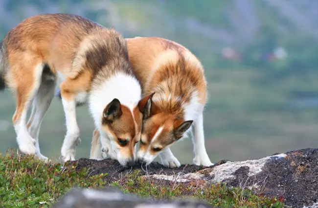 Two Norwegian Lundehunds sniffing while on a walk Photo by: Lundtola https://creativecommons.org/licenses/by-nc-sa/2.0/