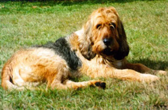 Otterhound lounging in the summer sun Photo by: Otterhound Club of America http://clubs.akc.org/ohca/