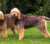 A Pair Of Otterhounds Posing For A Photo