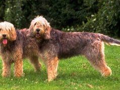 A pair of Otterhounds posing for a photo