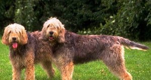 A pair of Otterhounds posing for a photo