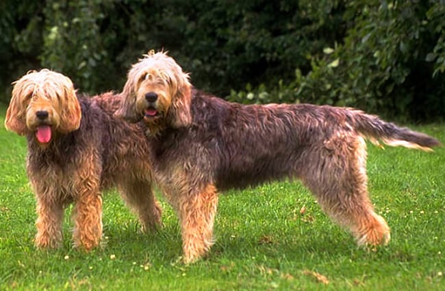 Otterhound Description Energy Level Health Interesting Facts