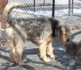 Large Otterhound Greeting A Much Smaller Dog Photo By: Kerryrmd2014 Https://Creativecommons.org/Licenses/By/2.0/