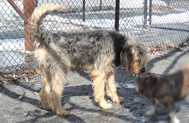 Large Otterhound greeting a much smaller dog Photo by: kerryrMD2014 https://creativecommons.org/licenses/by/2.0/