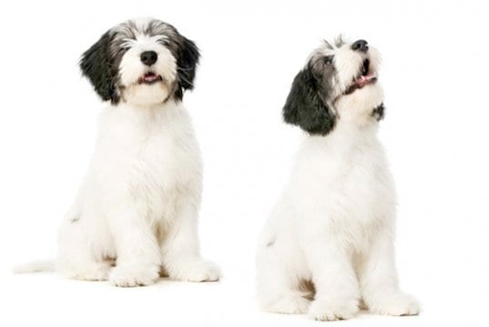 Polish Lowland Sheepdog posingPhoto by: (c) firstbite www.fotosearch.com