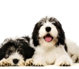 A Pair Of Polish Lowland Sheepdogs Photo By: (C) Firstbite Www.fotosearch.com