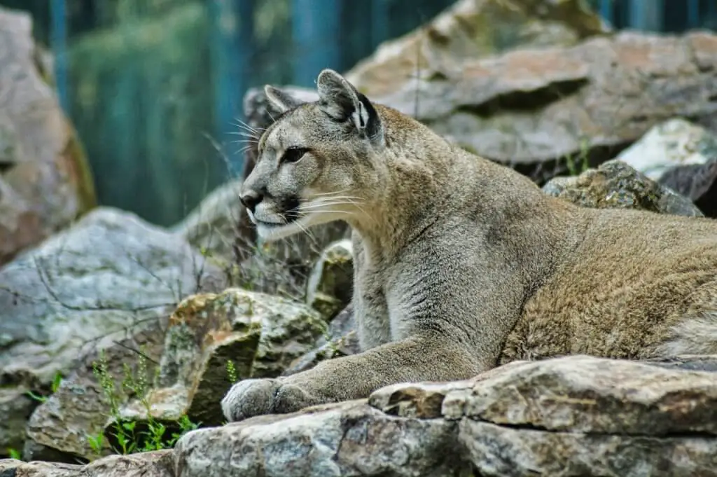 The Wildlife of Zion National Park - Animals Network