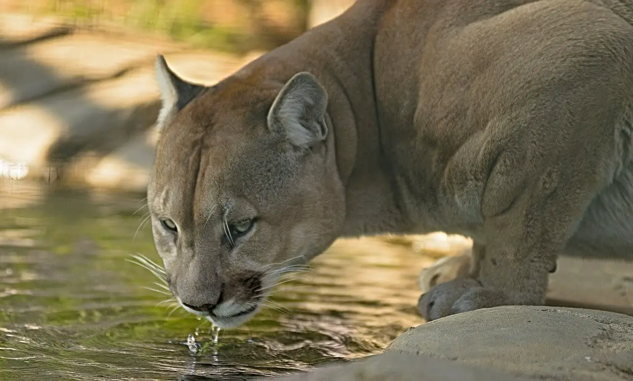 https://pixabay.com/en/cougar-drink-water-wild-predator-2808198/