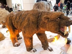 Animatronic Saber Tooth Tiger at the Sun Plaza museum.Photo by: Alexandru Panoiuhttps://creativecommons.org/licenses/by/2.0/