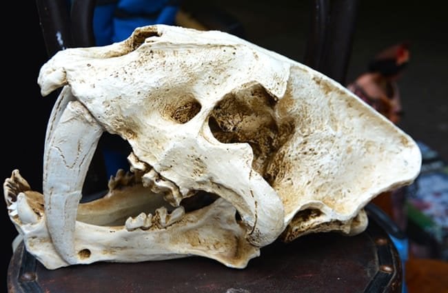 Saber Tooth Tiger skull