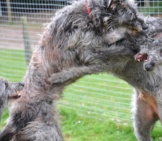 A Trio Of Scottish Deerhounds Wrestling In The Yard. Photo By: Adam Singer Https://Creativecommons.org/Licenses/By-Nd/2.0/
