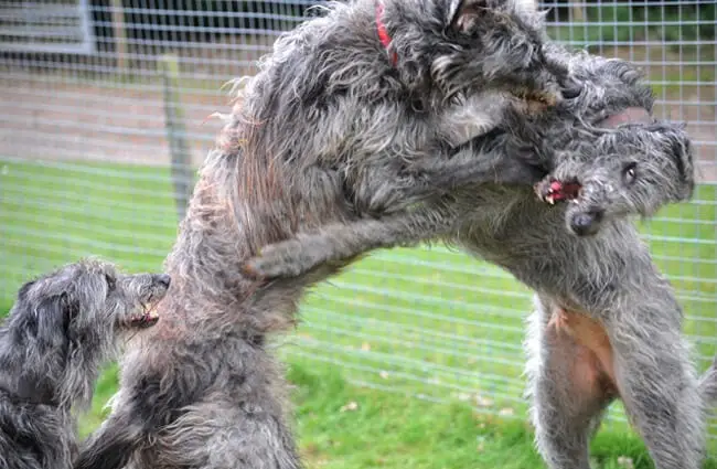 A trio of Scottish Deerhounds wrestling in the yard. Photo by: Adam Singer https://creativecommons.org/licenses/by-nd/2.0/