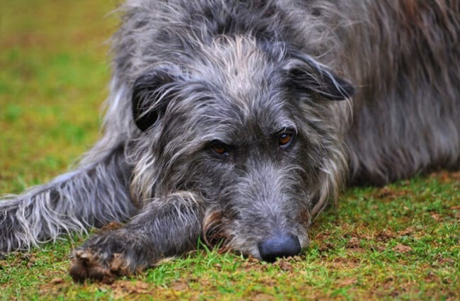 Scottish Deerhound napping in the yard. Photo by: Adam Singer https://creativecommons.org/licenses/by-nd/2.0/