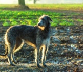 Scottish Deerhound In The Dawn Light. Photo By: Adam Singer Https://Creativecommons.org/Licenses/By-Nd/2.0/