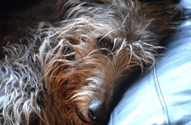Cuddle time with a Scottish Deerhound. Photo by: Adam Singer https://creativecommons.org/licenses/by-nd/2.0/