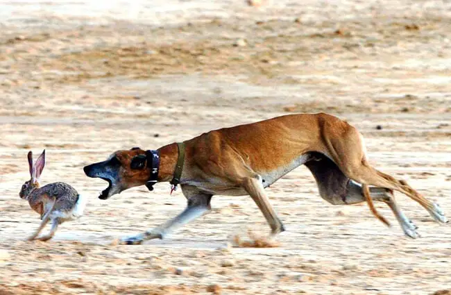 Sloughi hunting a hare Photo by: Rogelio A. Galaviz C. https://creativecommons.org/licenses/by/2.0/