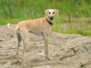 Sloughi Sloughi stopping to pose in a fieldPhoto by: (c) pike www.fotosearch.com