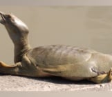 Chinese Softshell Turtle Photo By: J. Maughn Https://Creativecommons.org/Licenses/By-Nc/2.0/