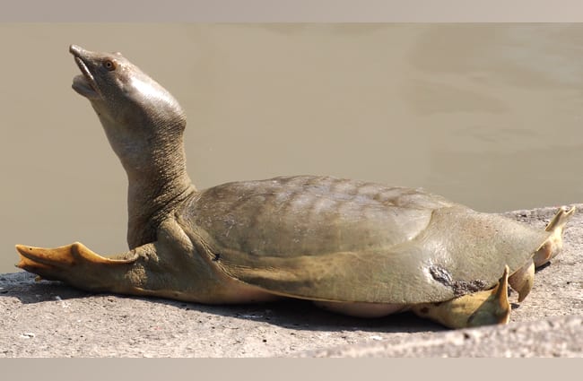 Chinese Softshell Turtle Photo by: J. Maughn https://creativecommons.org/licenses/by-nc/2.0/