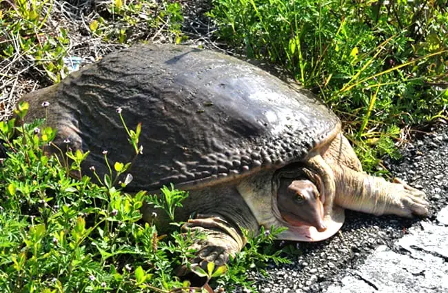 Флоридская черепаха софтшелл Фото: Дэйв Говони https://creativecommons.org/licenses/by-nc/2.0/