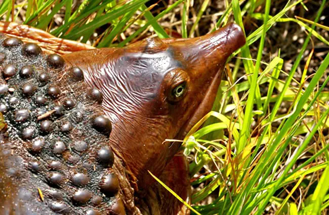 Closeup from above a Florida Softshell Turtle Photo by: Mary Keim https://creativecommons.org/licenses/by-nc/2.0/