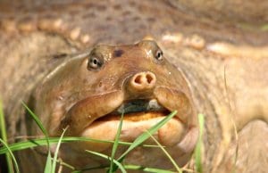 Closeup of a Florida Softshell Turtle - notice the unique snoutPhoto by: Gabriel Kamenerhttps://creativecommons.org/licenses/by-nc/2.0/