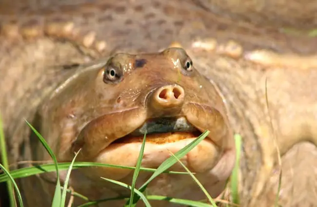 Крупный план флоридской черепахи Softshell - обратите внимание на уникальную мордуФото: Габриэль Каменерhttps://creativecommons.org/licenses/by-nc/2.0/