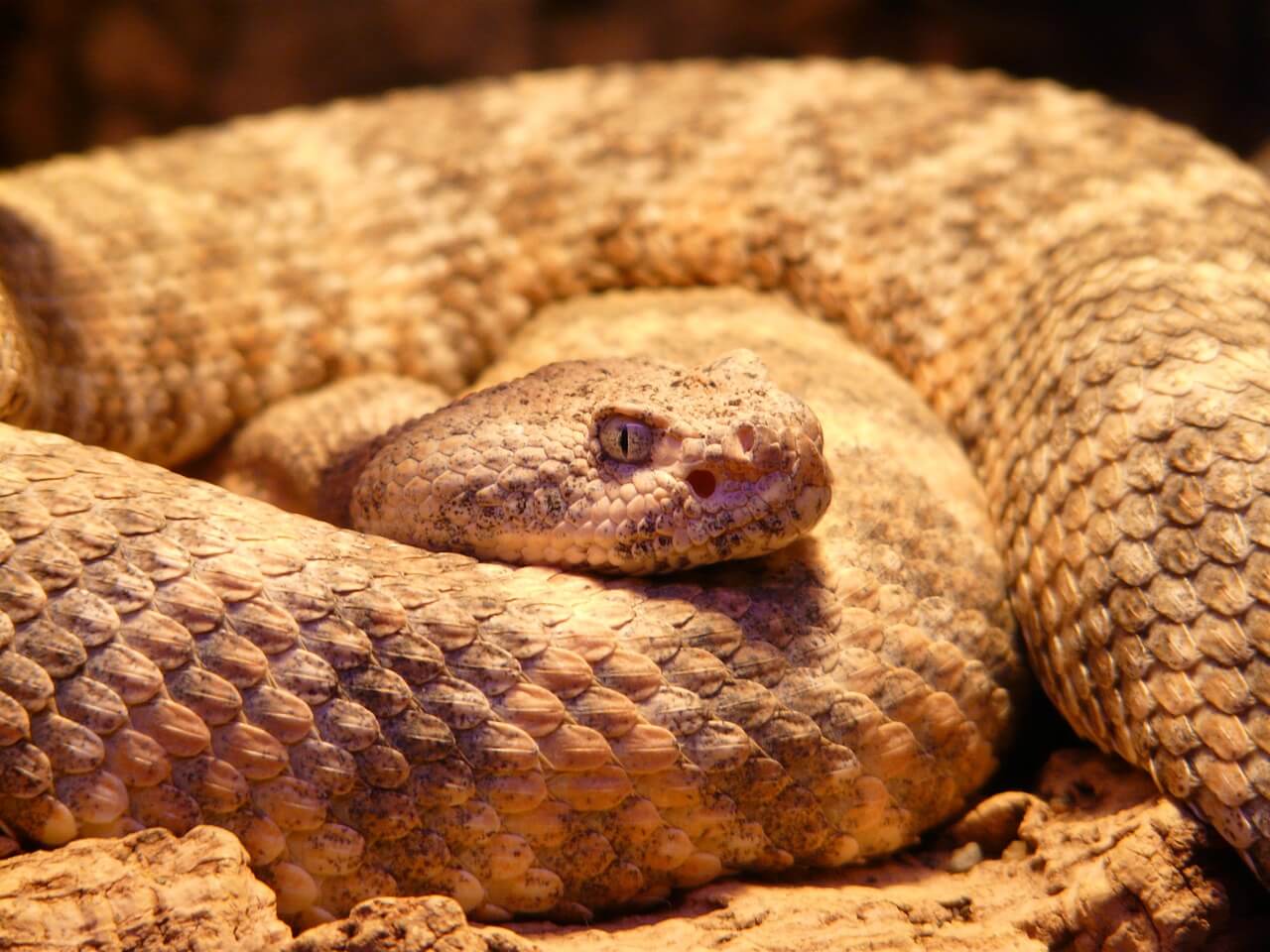 https://pixabay.com/en/spotted-rattlesnake-snake-54002/