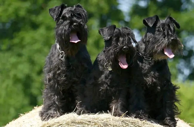 A trio of black Standard Schnauzers on a hay bale 