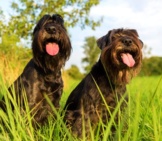 Two Standard Schnauzers Catching Their Breath In A Meadowphoto By: (C) Madrabothair Www.fotosearch.com