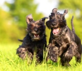 A Pair Of Standard Schnauzers Racing Through The Meadowphoto By: (C) Madrabothair Www.fotosearch.com