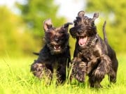 A pair of Standard Schnauzers racing through the meadowPhoto by: (c) Madrabothair www.fotosearch.com