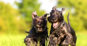 A pair of Standard Schnauzers racing through the meadowPhoto by: (c) Madrabothair www.fotosearch.com