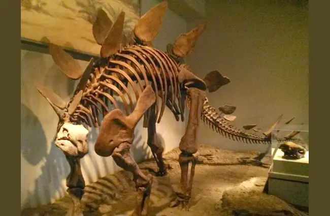 Stegosaurus skeleton Image by: Eden, Janine and Jim https://creativecommons.org/licenses/by-sa/2.0/