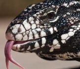 Argentine Black And White Tegu Lizard, Ultra Closeupphoto By: Mike Bairdhttps://Creativecommons.org/Licenses/By-Nd/2.0/