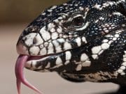 Argentine Black and White Tegu Lizard, ultra closeupPhoto by: Mike Bairdhttps://creativecommons.org/licenses/by-nd/2.0/