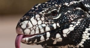 Argentine Black and White Tegu Lizard, ultra closeupPhoto by: Mike Bairdhttps://creativecommons.org/licenses/by-nd/2.0/