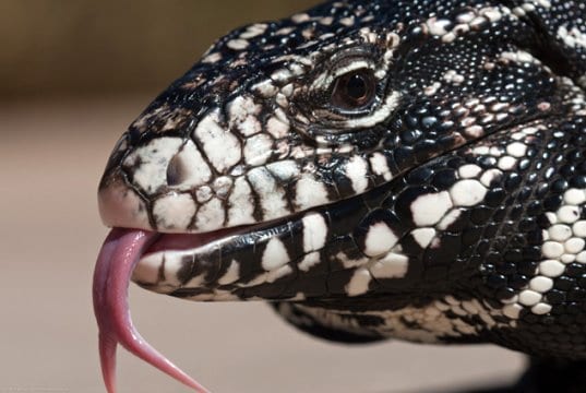 Argentine Black and White Tegu Lizard, ultra closeupPhoto by: Mike Bairdhttps://creativecommons.org/licenses/by-nd/2.0/
