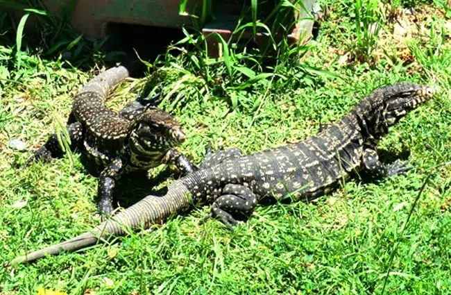 A pair of Tegu Lizards coming out to bask in the sun Photo by: Eric Gropp https://creativecommons.org/licenses/by-nd/2.0/