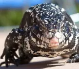 Argentine Black And White Tegu Lizard Photo By: Mike Baird Https://Creativecommons.org/Licenses/By-Nd/2.0/